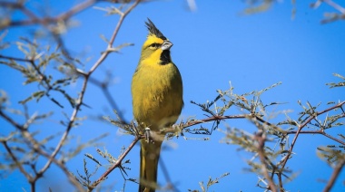 Diecisiete ejemplares de cardenal amarillo fueron liberados en el sur de la provincia de Buenos Aires