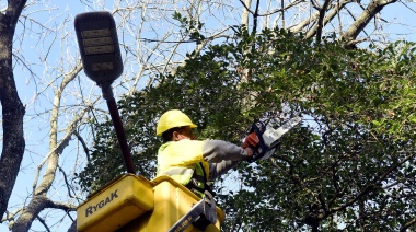 Comenzó la temporada de poda en La Plata y el municipio planea intervenir 30 mil ejemplares