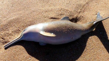 El Ministerio de Ambiente de la Nación presentó una denuncia penal por el caso del delfín que se llevaron en Mar del Tuyú