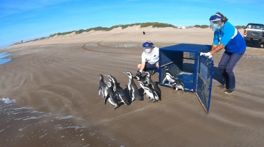 El recorrido de los pingüinos rescatados y devueltos al mar por la Fundación Mundo Marino