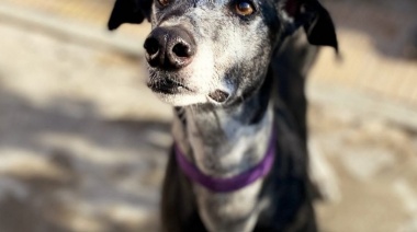 Inaugurarán una muestra fotográfica sobre perros "en tránsito" en el Pasaje Dardo Rocha de La Plata