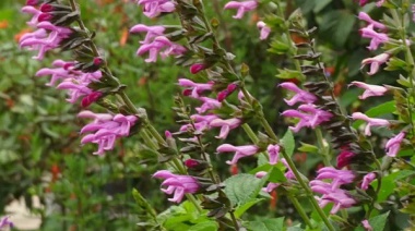 Una variedad de Salvia desarrollada en Mar del Plata obtuvo el premio "Planta del año" en una exposición internacional