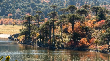 Pensar el ambiente para las futuras generaciones: en el Parque Lanín plantaron 9 mil araucarias que tardarán 80 años en madurar