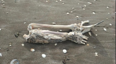 Un turista que pescaba en Mar de Ajó sacó con su línea de fondo restos humanos "con tejido orgánico"
