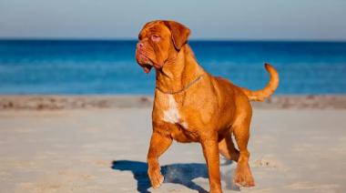 Cómo es el Dogo de Burdeos, la raza a la que pertenece el perro que casi mata a una mujer de 82 años en La Plata