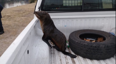 Rescataron un lobo marino de dos pelos que estaba fuera de su hábitat natural