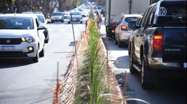 Comenzaron con la plantación de 300 Dietes Grandiflora sobre la avenida 13 de La Plata, en el tramo que va desde Plaza Paso hasta Plaza Moreno