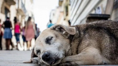 Denunciaron la muerte de perros a causa de envenenamiento en una zona de Berisso
