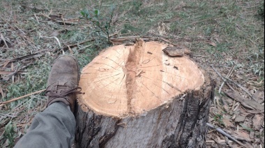 Lentamente deforestan el Parque Pereyra con talas clandestinas, y advierten que el saqueo va a extenderse si nadie hace nada