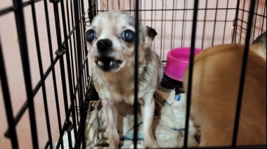 Clausuraron un criadero donde había 133 perros chihuahua enjaulados y en estado de hacinamiento