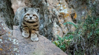 Fotografiaron un ejemplar de “el fantasma de los Andes”,  el gato andino que está entre los cinco felinos más amenazados