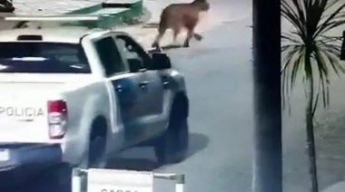 El intendente de Villa Gesell estimó que uno de los pumas "entró en una zona descampada de médanos"