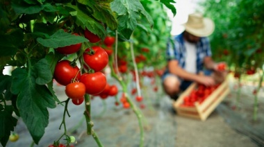 Explotó el precio de las verduras con la lechuga y el tomate a la cabeza: un especialista cuenta las causas y lo que se viene para el consumo familiar