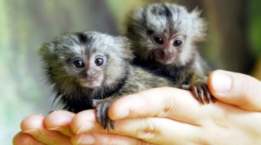 Una mujer engañó a un traficante de animales y rescató monos tití que vandían por Facebook