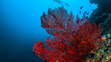 Un equipo de investigación internacional definió los 15 principales problemas de la actividad humana en los ecosistemas marinos