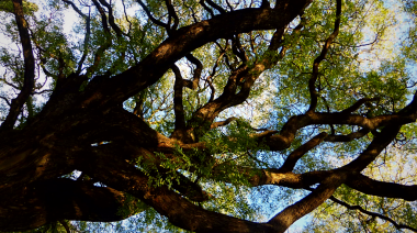 En el Día Nacional del Árbol, una investigadora del CONICET destaca su rol como "islas de calor" frente al cambio climático