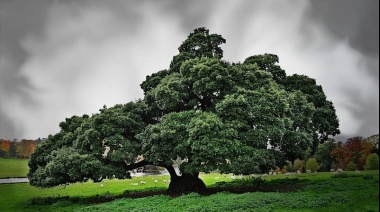 En el Día Nacional del Árbol la Universidad de La Plata lanzó el programa "Un árbol por graduado"