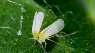 Sin agroquímicos, controlaron una plaga en el cinturón hortícola de La Plata con aceite esencial de Lippia alba como repelente
