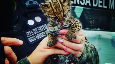 Rescataron una cría de Margay, un felino silvestre con aspecto de pequeño ocelote