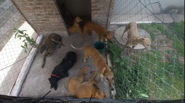 Efectivos secuestraron ocho perros galgos mestizos y un antílope cervicapra durante un operativo policial