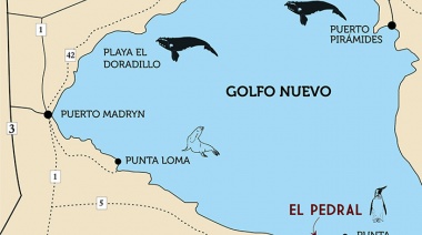 Aparecieron tres ballenas muertas en el Golfo Nuevo de Chubut