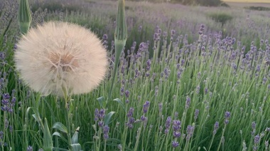 El perfume y el color de los campos de lavanda impregnan Coronel Suárez, una opción dentro del turismo rural