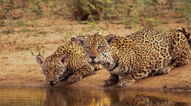 Cada 29 de noviembre se conmemora el Día Internacional del Yaguareté, una especie en “peligro crítico” de extinción