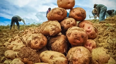 Una de las principales productoras de papas argentina utilizará “fertilizantes verdes” para producir alimentos con menos huella de carbono