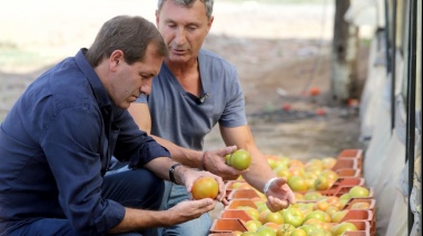 Garro recorrió una plantación de tomate y destacó que "en el último trimestre del año los que se consumen en Argentina salen de La Plata"