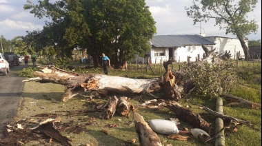 La tormenta de ayer provocó la caída de ramas, árboles y cartelería en zonas de La Plata y Berisso