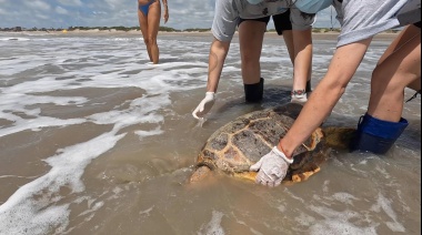 Tres tortugas cabezonas fueron devueltas al mar tras haber sido rescatadas en la Bahía de Samborombón