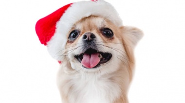 ¿Cómo cuidar a los perros durante las fiestas de fin de año?