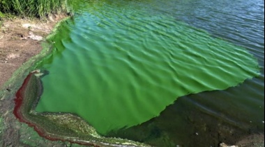 Las cianobacterias proliferan con vigor y podrían afectar a centros turísticos de la costa y las lagunas bonaerenses