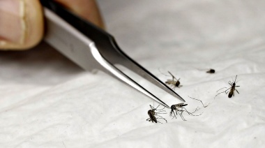 En Ezeiza reactivaron la cría de mosquitos estériles para reducir su proliferación y evitar enfermedades como dengue, zika o chikungunya