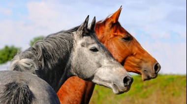 Detuvieron a un brasileño traficando semen de caballo en la frontera con Argentina