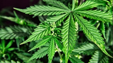 Pusieron en marcha la primera Mesa de Trabajo de la Agencia Nacional de Cannabis