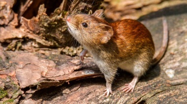 Para prevenir el hantavirus, la Secretaría de Salud de La Plata detalló cuál es la mejor forma de mantener alejados a los roedores