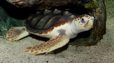 Investigadores de la Universidad Nacional del Sur rescataron una tortuga cabezona