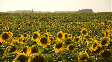 Carlos Casares y Adolfo Alsina serán sede de la Fiesta Nacional del Girasol y la del Turismo Termal