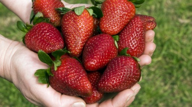 Estudian el uso de bacterias en las frutillas con el objetivo de aumentar la protección durante su plantación