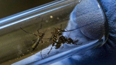 Chikungunya y Dengue: el temible Aedes aegypti y la proliferación de casos según un especialista en mosquitos