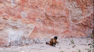 Piezas arqueológicas de alta consideración para la antropología en realidad habrían sido producidas por monos capuchinos