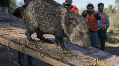 Una persona con problemas psiquiátricos atacó a golpes a un pecarí en el Bioparque de La Plata