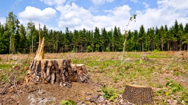 Aseguran que los bosques de montaña están desapareciendo "a un ritmo acelerado"