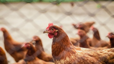 Por la gripe aviar, la Municipalidad de La Plata puso en marcha tareas de prevención
