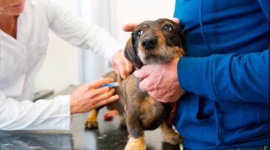 La Secretaría de Salud de La Plata informó nuevas fechas para la vacunación de perros y gatos en plazas de la ciudad