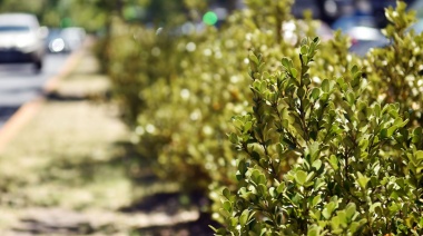 El Municipio de La Plata detalló que en los últimos años sumaron más de 20.000 árboles y plantas ornamentales al ejido urbano