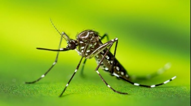 Una investigadora utilizó imágenes satelitales para tener un mejor control del mosquito Aedes aegypti, principal vector del chikungunya y zika