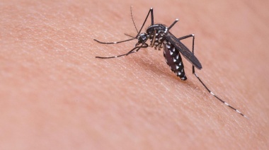 Hasta el momento se notificaron 28.235 casos de dengue en la Argentina