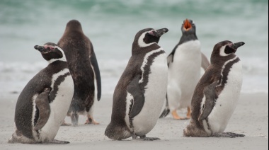 Encontraron microplásticos en el tracto digestivo de pingüinos de Magallanes